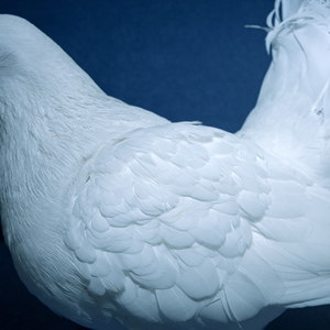 成人香蕉视频下载
